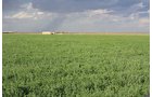 Property photo 10 - LAND AUCTION, 3255+/- Acres offered in 13 Tracts